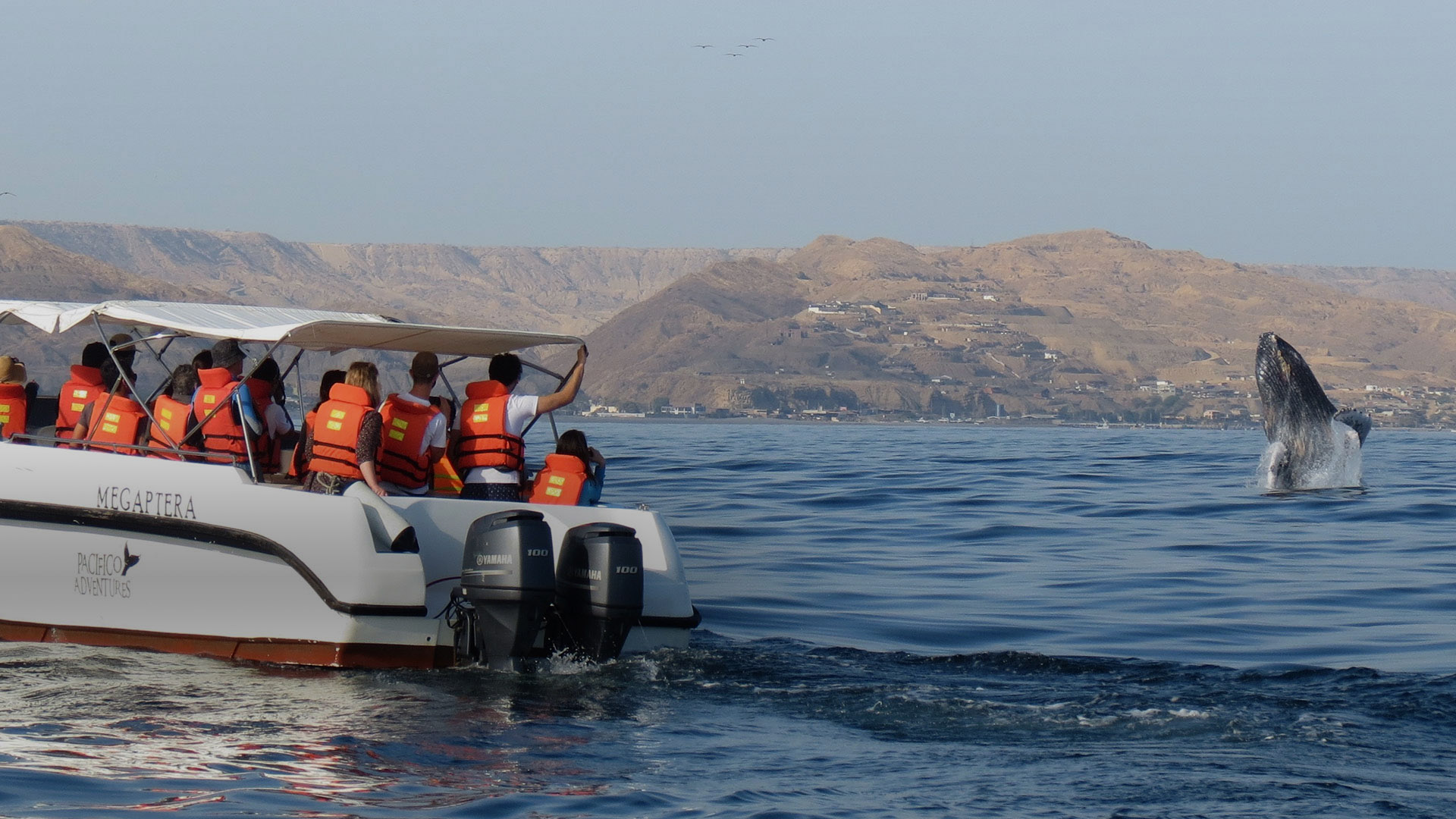 Avistamiento de fauna marina en Tumbes